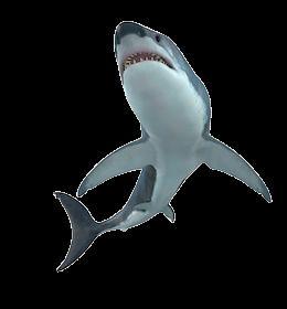 Shark