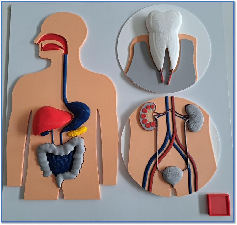 Körper Platte 4 - Druck- und Lehrdateien