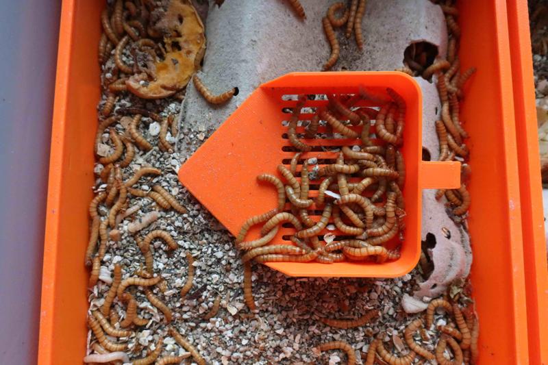 Mehlwurmzucht: Schaufel mit Sieb für Mehlwürmer / Mehlkäfer - scoop with sieve for mealworms