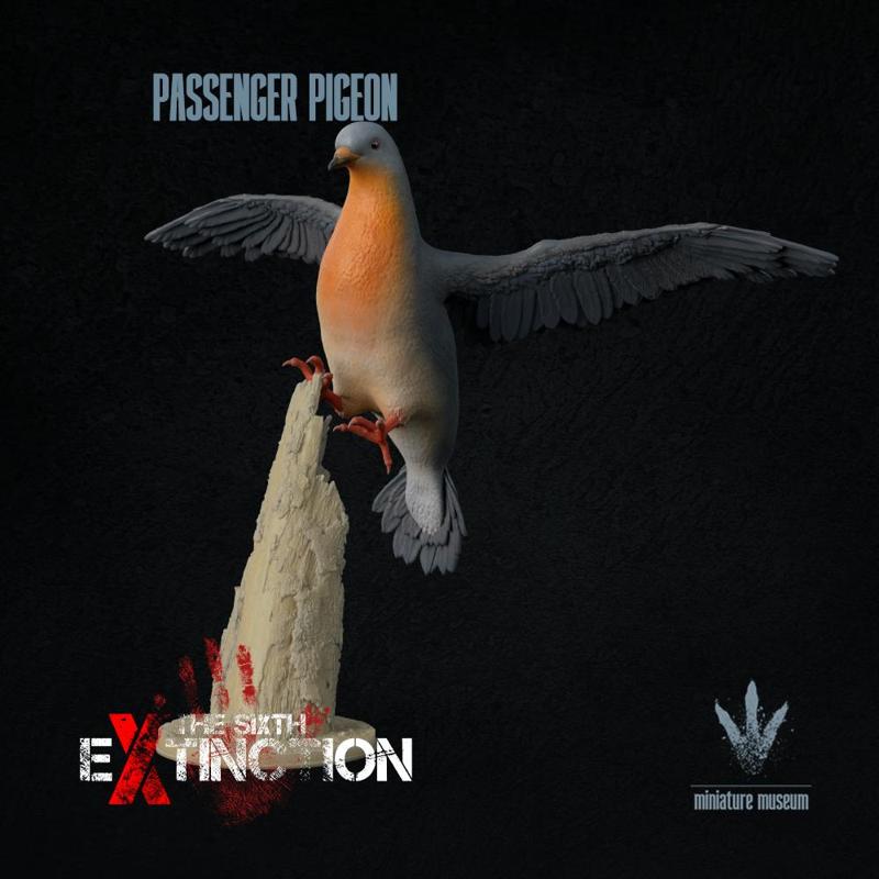 Passenger pigeon : Landing