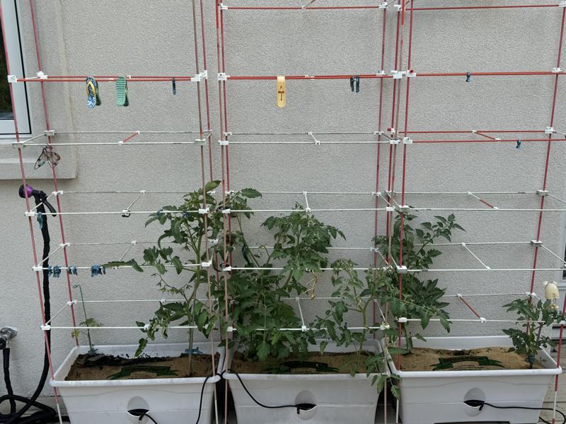 Adjustable Tomato Plant Support-Trellis