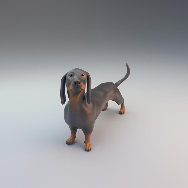Dachshund - pre supported