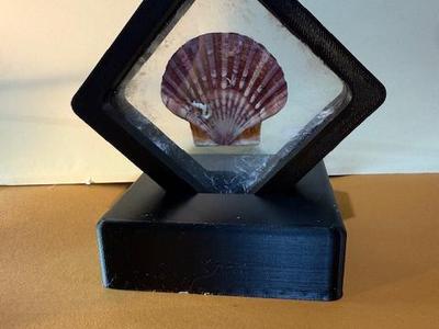 Fossil or shell Display unit with Stand 