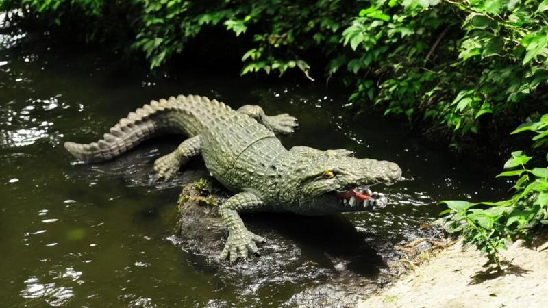 Crocodile