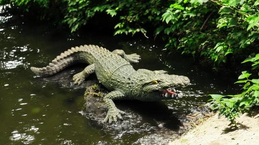 Crocodile