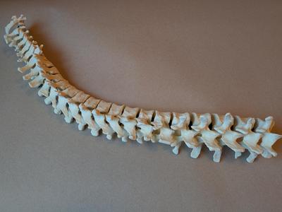 Fully Articulating Human Spine