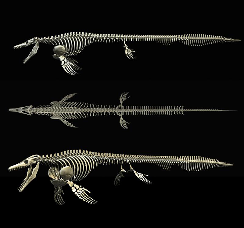 Mosasaurus hoffmanni: complete skeleton