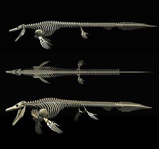 Mosasaurus hoffmanni: complete skeleton