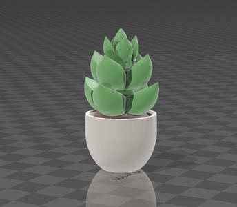 cute decorative plant
