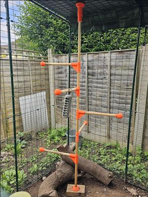 Chicken Pole Dancing