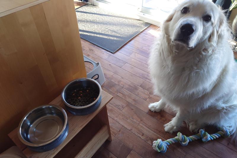 Dog bowl retaining ring