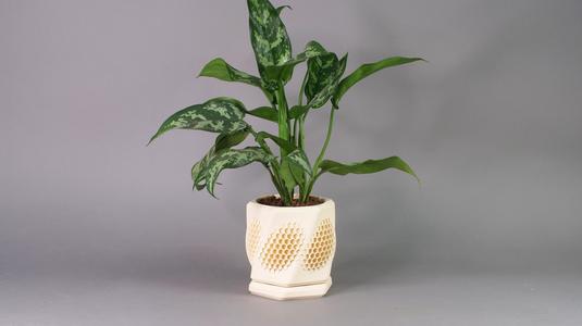 Hexahive Planter Pot