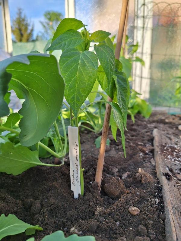 Label for flowers and plants