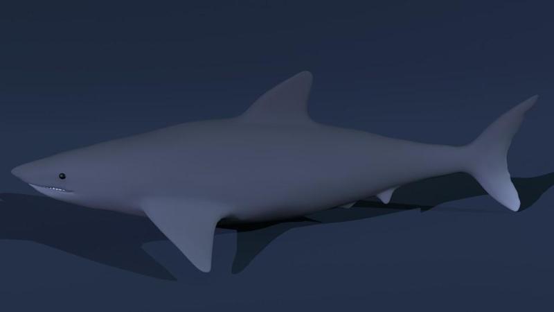Quality Blender Shark