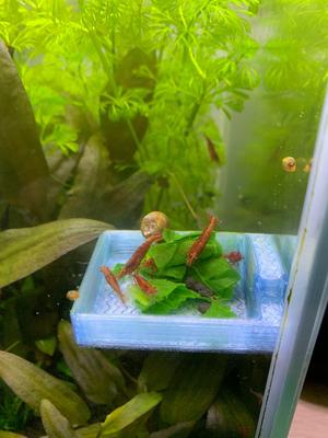 Caridinae Feeder