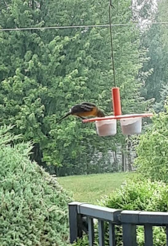 Oriole Feeder