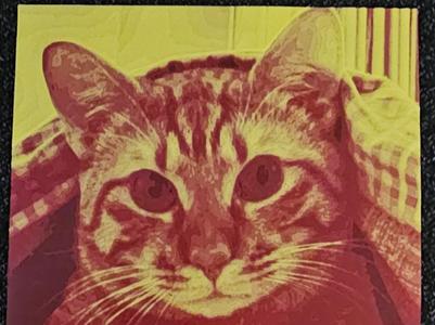 Tiger Cat