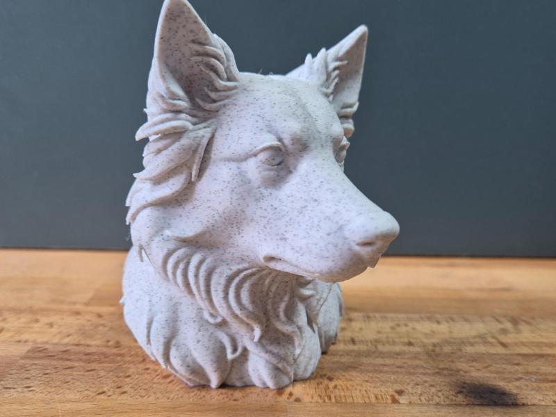 Australian shepherd with pointy ears Bust