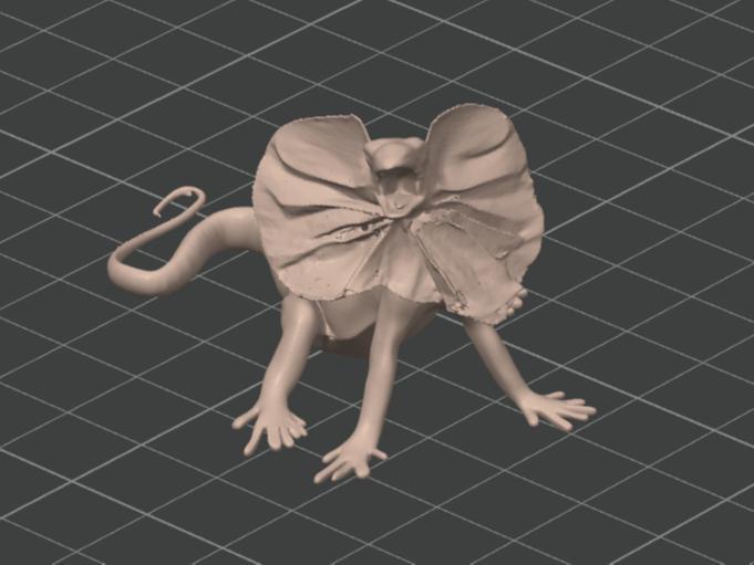 Collared Agama / Agama Límcová