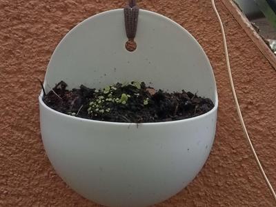 wall pot