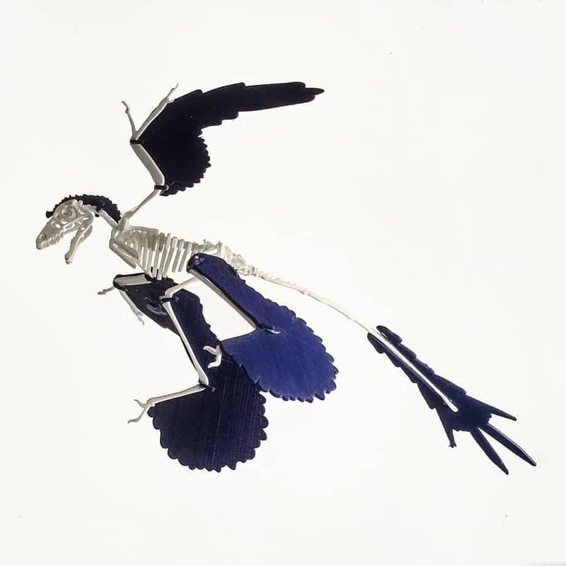 Microraptor sp. wooden puzzle like skeleton