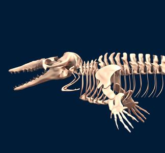 Basilosaurus complete skeleton