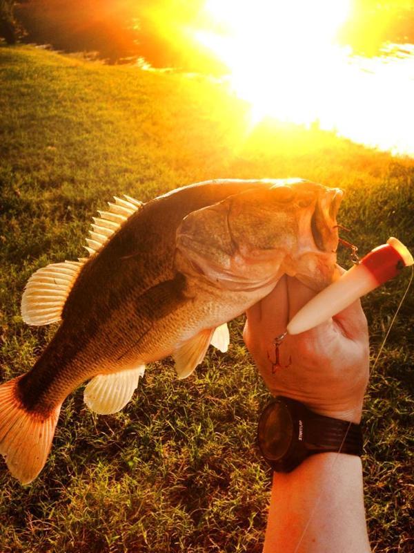 Texas 3D Fishing Lure