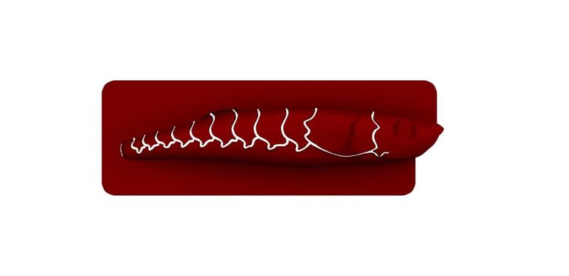 Lure Stencil - Salmo Diver 12 Orig (craw24)