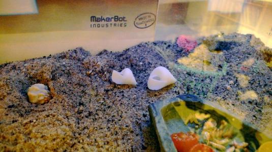 Project Shellter - Oxystele