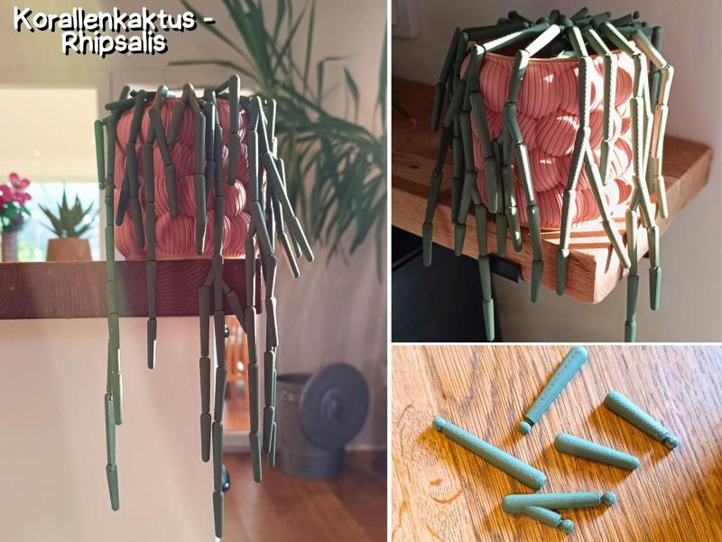 Coral Cactus - Rhipsalis for Wall Planters