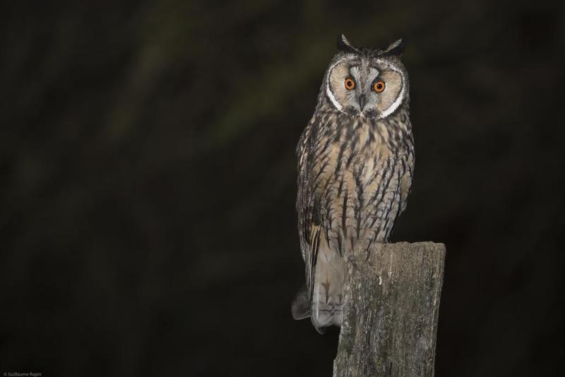 Owl Keychain - keyring