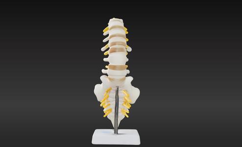 3D Vertebrae Anatomy Model with Stand v3
