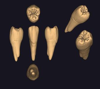 Maxillary Premolar Sculpt