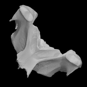 Leatherback Turtle Skull Fragment (VCU_3D_1747)