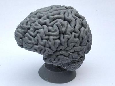 Human Brain