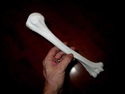 Humerus Bone -Right Human Upper Arm