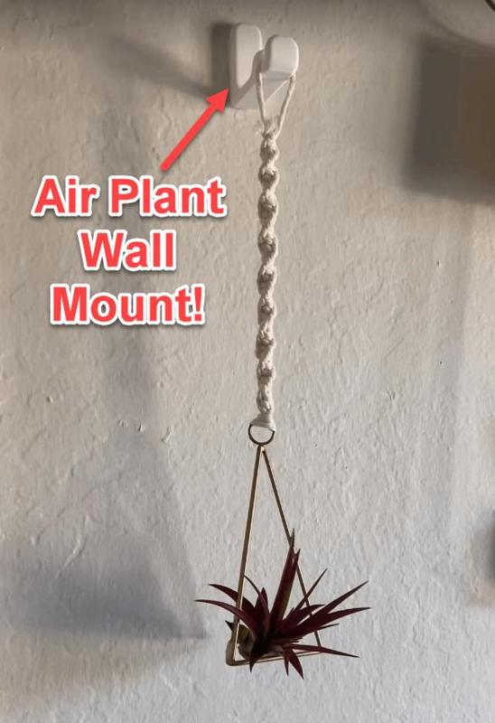 Air Plant Wall Mount