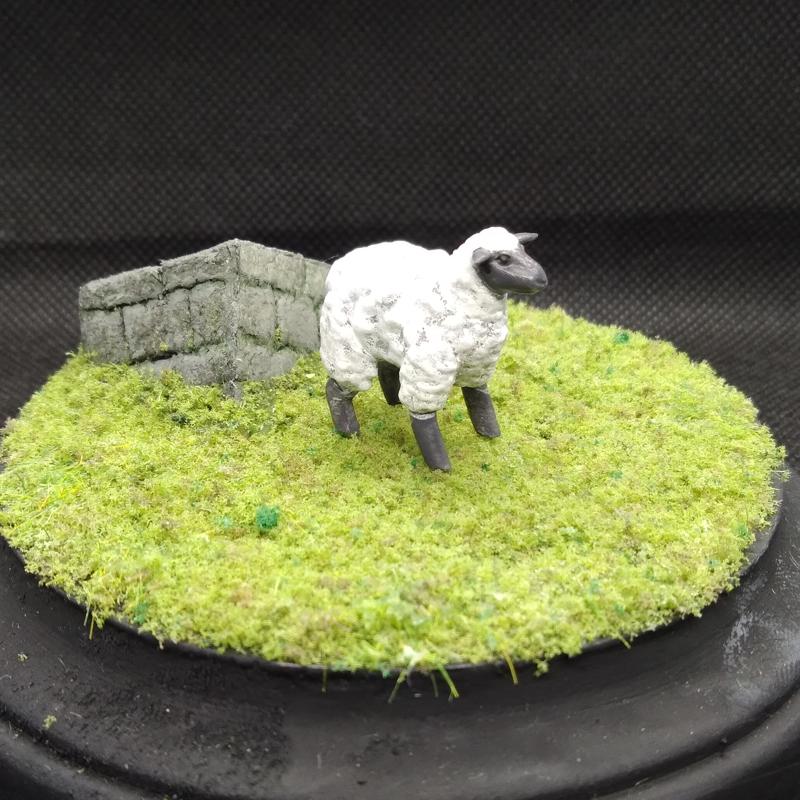 Sheep, Miniature