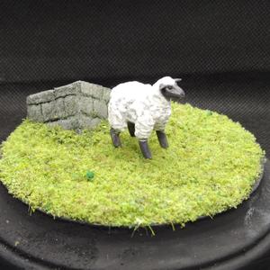 Sheep, Miniature
