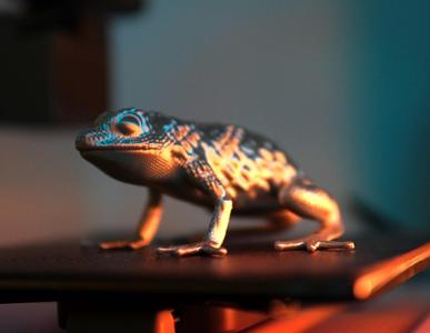 Realistic Dragon Frog Sculpture