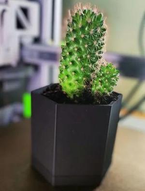 Cactus pot   