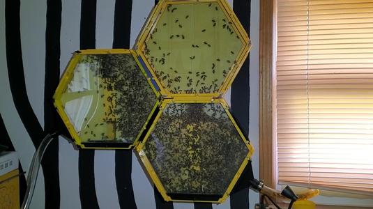 Indoor Bee Hive
