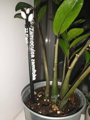 Multimaterial - Stylish Plant Labels (OpenSCAD Customizable)