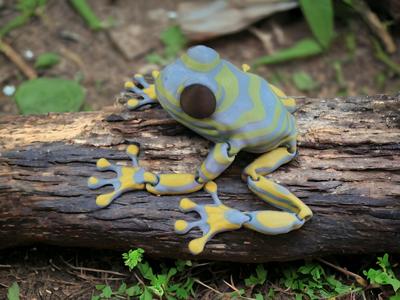 Articulated Zebra 🦓 Frog 🐸 Multi part