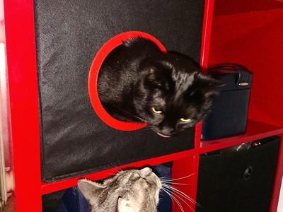 IKEA Cat Box 
