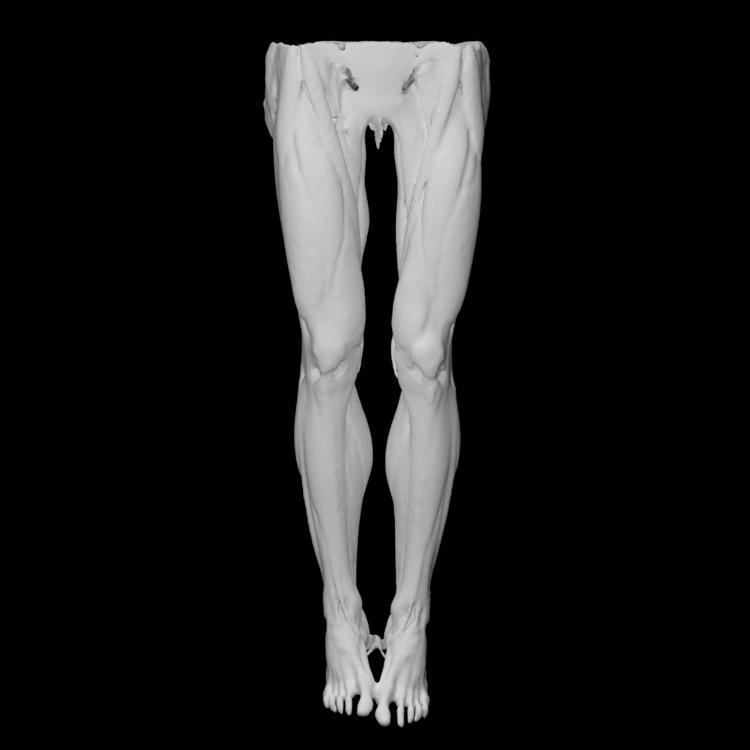 Muscles of the legs
