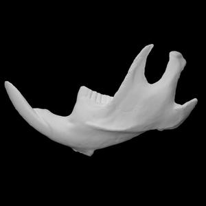 Muskrat specimen 03 : adult male