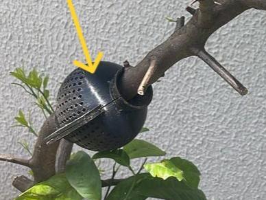 Layering * Alporquia