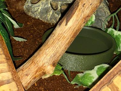 Reptile Water Dish