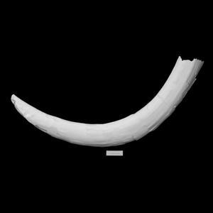 Mastodon tusk